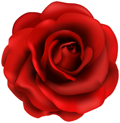a rose